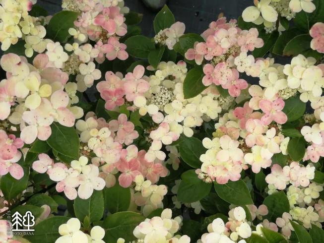 Hydrangea paniculata   POLESTAR = 'Breg14'